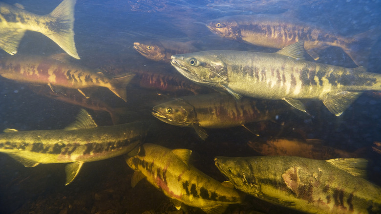 Chum salmon in Gunnuk Creek, Kupreanof Island