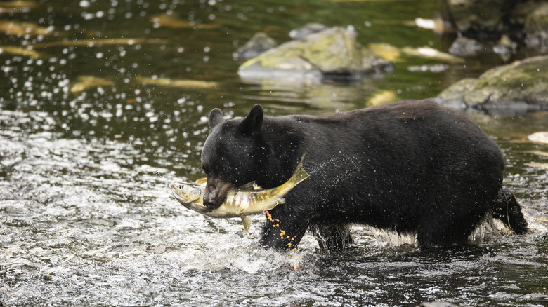 A black bear with a chum salmon on Kupreanof Island