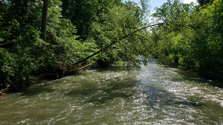 A faster flowing section of Loyalhanna Creek with tree obstacles.