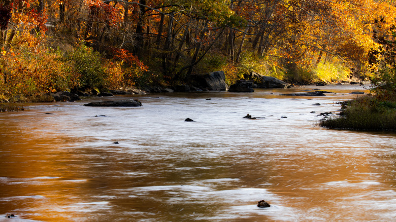 The flowing water of Loyalhanna Creek with colorful fall foliage in the trees.