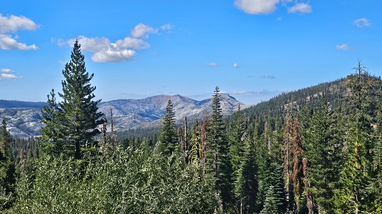 Mountains covered in pine trees at Tahoe National Forest, California.