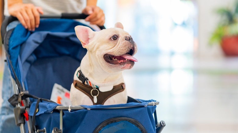 A happy french bulldog in a dog stroller