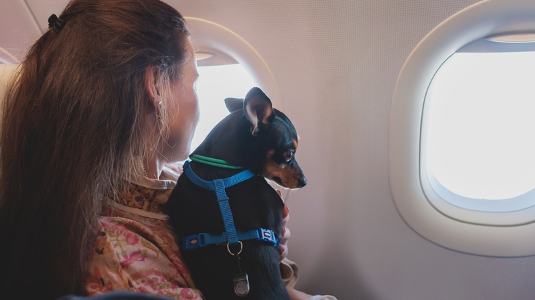 A tiny dog riding on a commercial airline