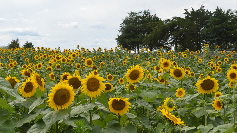 Suflower field in Griswold, Connecticut