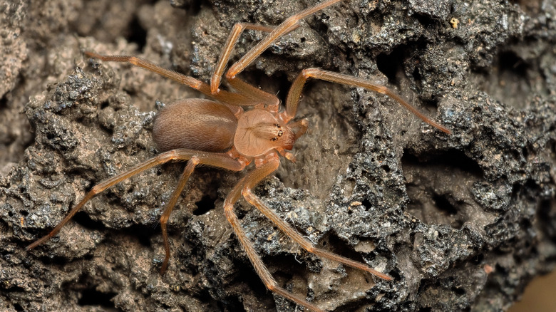 A brown recluse spider in its wild habitat