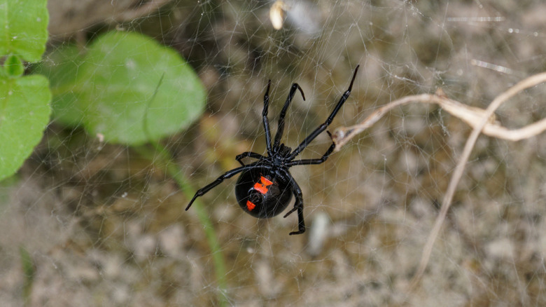 A black widow spider in its web