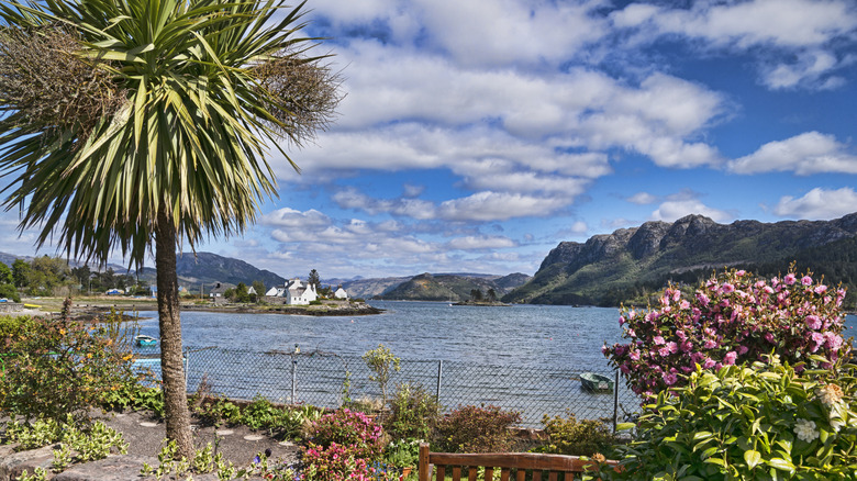 Palm tree sprouting next to the loch under beautiful blue cloudy sky