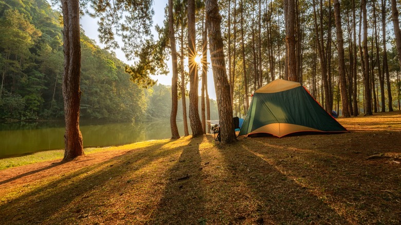 A tent pitched in the woods by the water