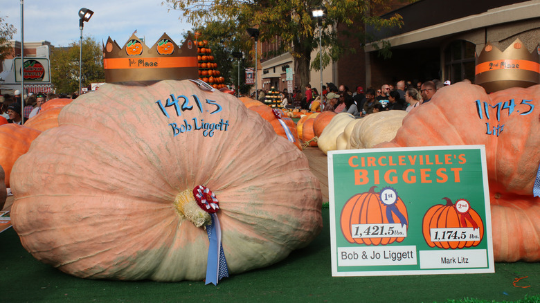 Giant pumpkins in Circleville