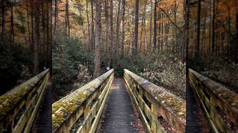 Inside Raccoon Branch Wilderness Area