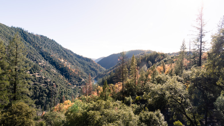 Horizon view with greenery in Colfax, California