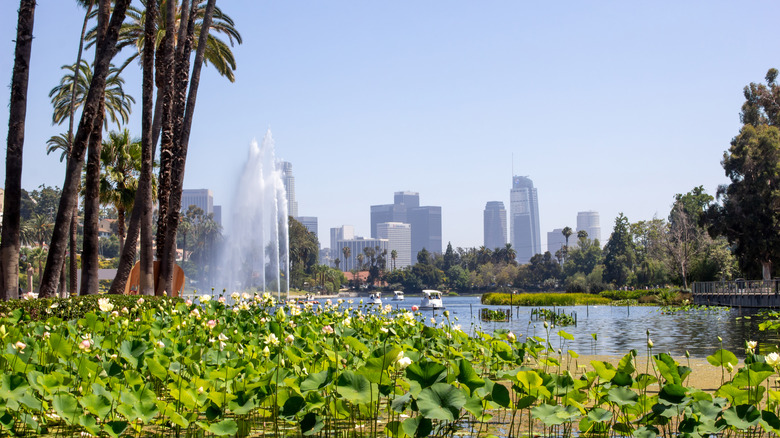 Palm trees and buildings around Echo Park Lake in LA
