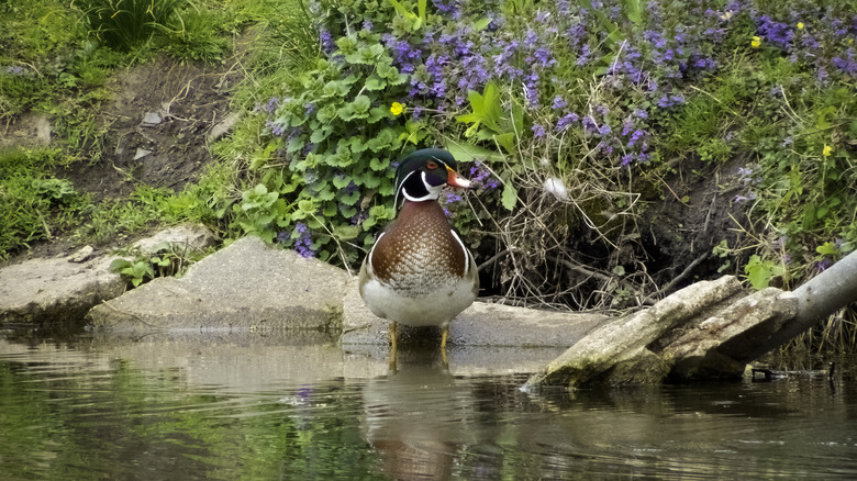 Duck in Schuylkill River Canal in Phoenixville