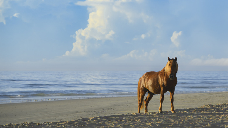 A wild horse stands on Corolla Beach in the northern Outer Banks
