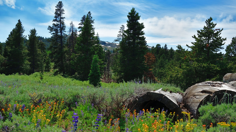 Old pile of logs in the mountains of the Modoc National Forest, Modoc County, California