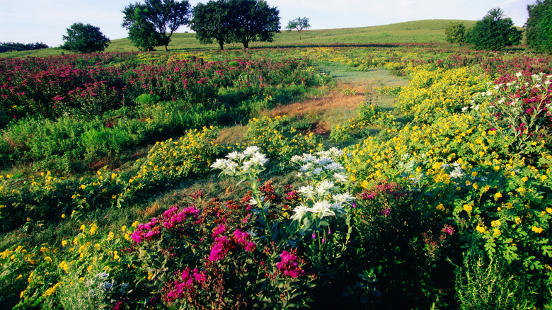 Flint Hills Kansas grounds