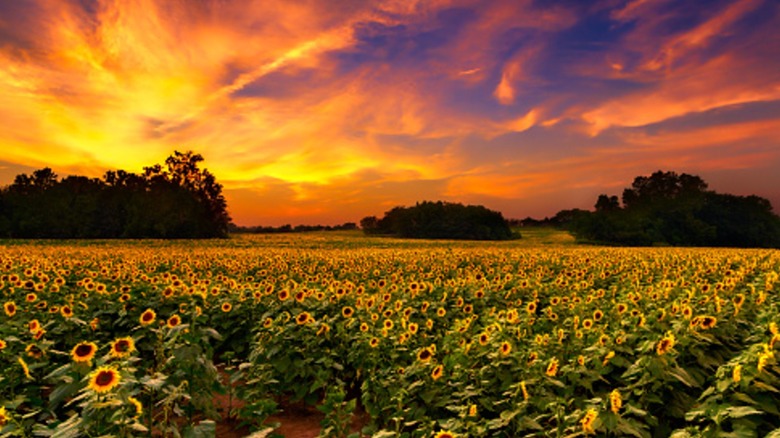A Kansas sunset