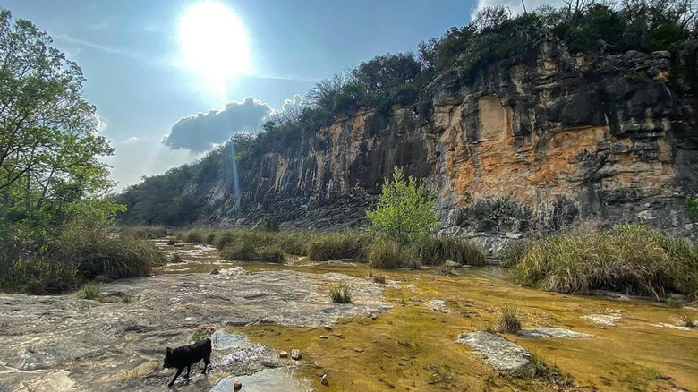 A dog splashes in a creek near Post Oak Ridge State Park
