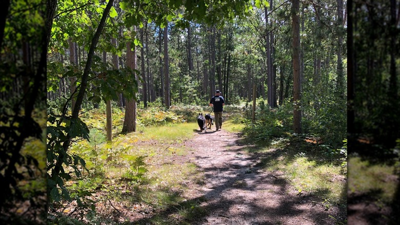 Man walking dogs through woods