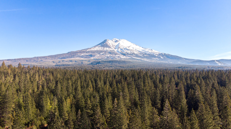 The snowy peak of Mount Eddy, surrounded by forest