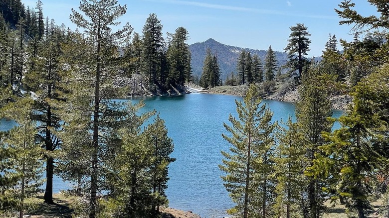 Pine trees and forest surrounding Deadfall Lakes with mountains in the background
