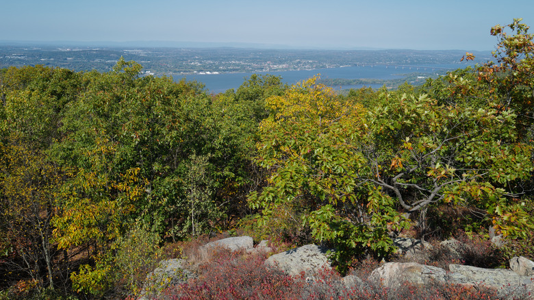 Green trees overlooking blue water on Bull Hill