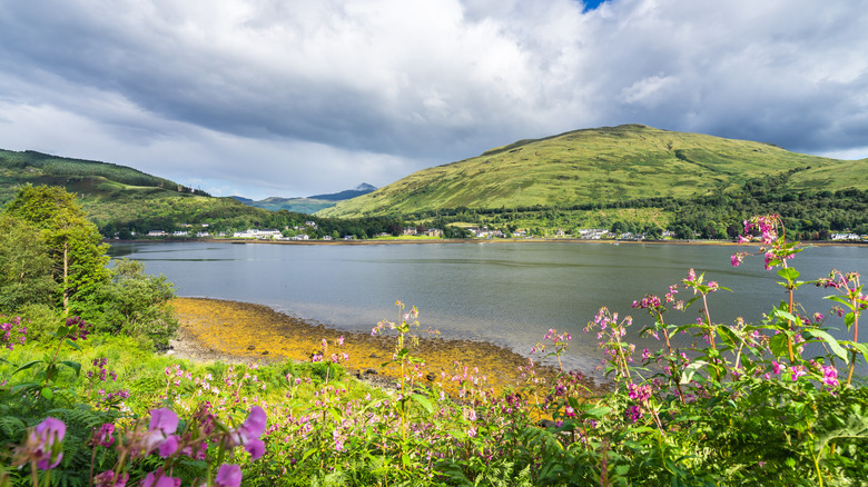 Flowers on lake shore with village across water near Arrochar, Scotland