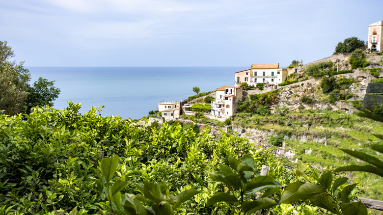 Lemon trees growing on cliff