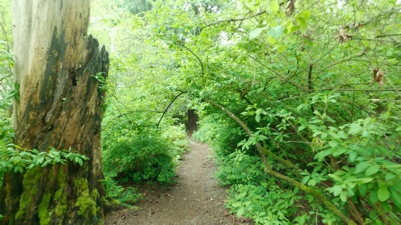Trail inside Madrona Park in Seattle, Washington