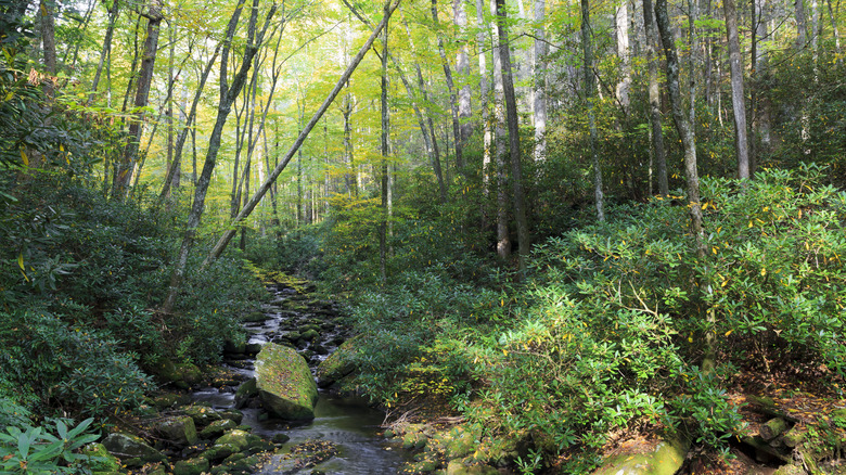 Small creek running through Joyce Kilmer Memorial Forest