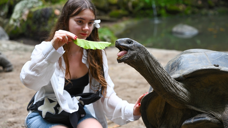 A girl feeding a turtle on the Seychelles islands