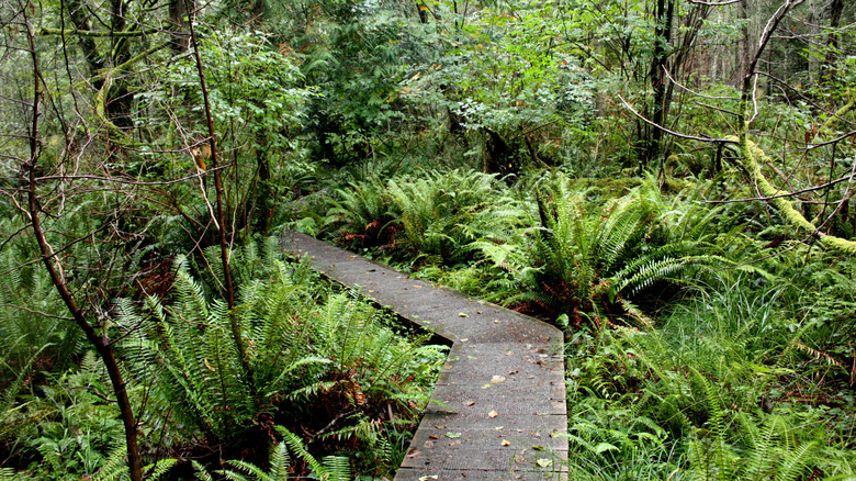 Path going through the Enchanted Forest on Pender Island in Canada