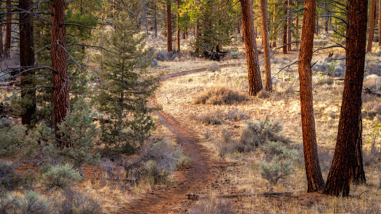 A hiking trail winds through woods