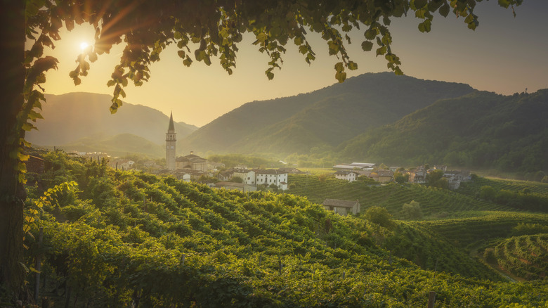 Prosecco vineyards outside the Italian city of Treviso