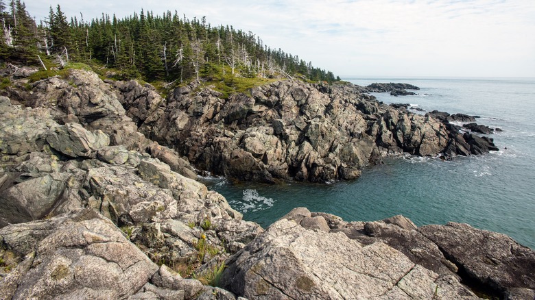 Rocky coastline with pine trees near Cutler