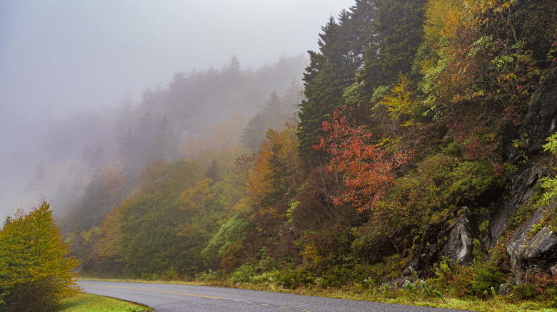 Foggy fall foliage on Moonshiner 28 in North Carolina