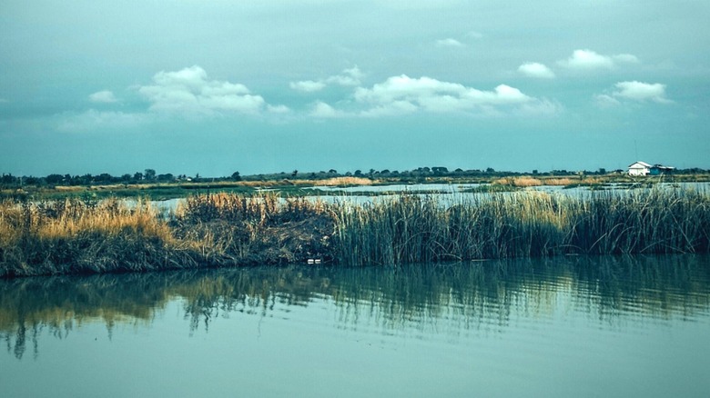 Grass and natural landscape of Deer Island off the coast of Mississippi