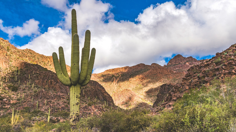 Large saguaro against red rocks and mountains with blue sky