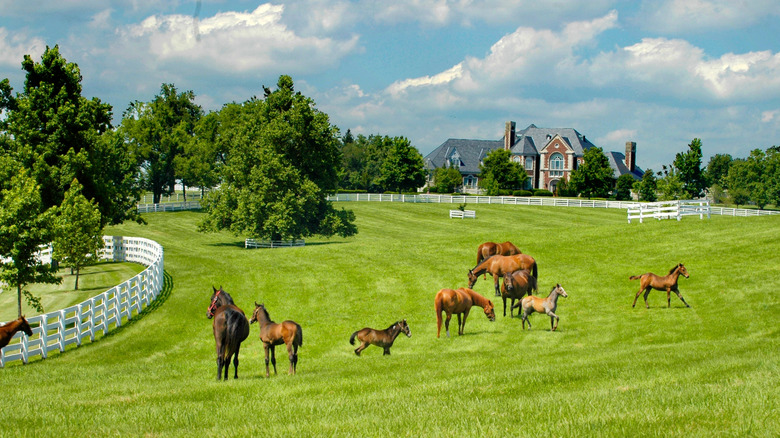 Kentucky Horse park and surrounding horse farms in Lexington, Kentucky.