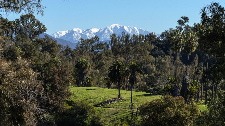 View of a snow-capped Mount Baldy from the verdant and tree-covered area of Elysian Park