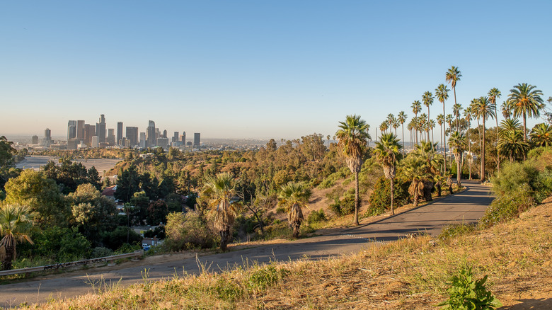 Elysian Park with palm trees and paved pathways overlooking the LA skyline