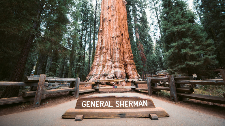 A photo of General Sherman the largest tree in the world.