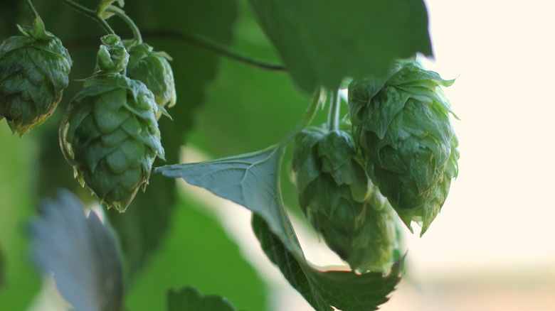 Yakima Valley hops ready to harvest