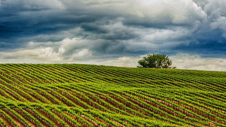Yakima Valley vineyard on rolling hills with tree and dark clouds in the background