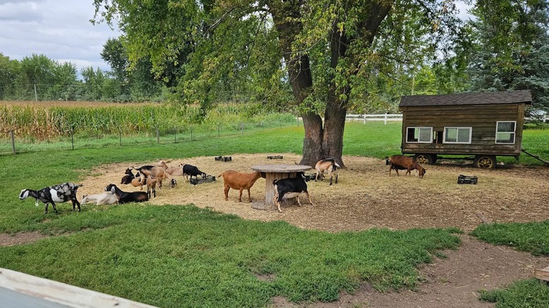 A pen filled with goats next to a cornfield at Rustic Road Farm in Elburn, Illinois