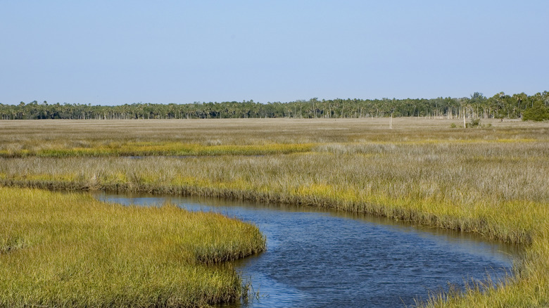 Water running through Dixie County, Florida