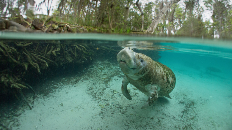 A manatee in the Crystal River, Florida