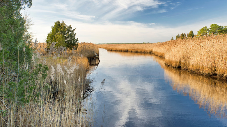 Still water rests between swamp grasses and scattered trees in the Pine Barrens of New Jersey