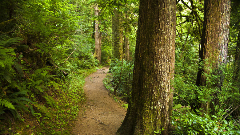 Forest trail in Oswald West State Park, Oregon