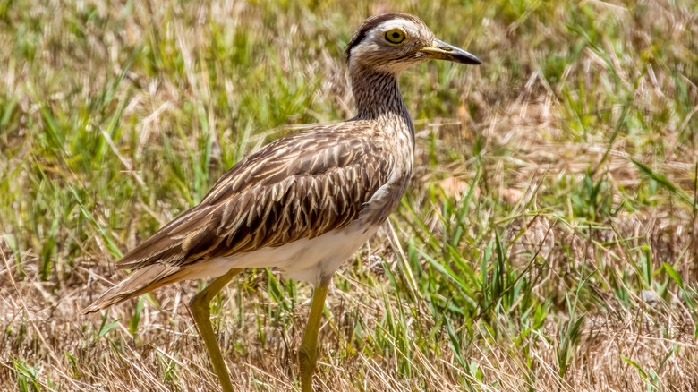 Double-striped thick-knee